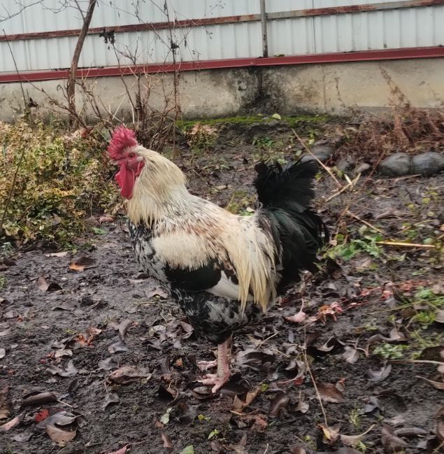 Продається півень