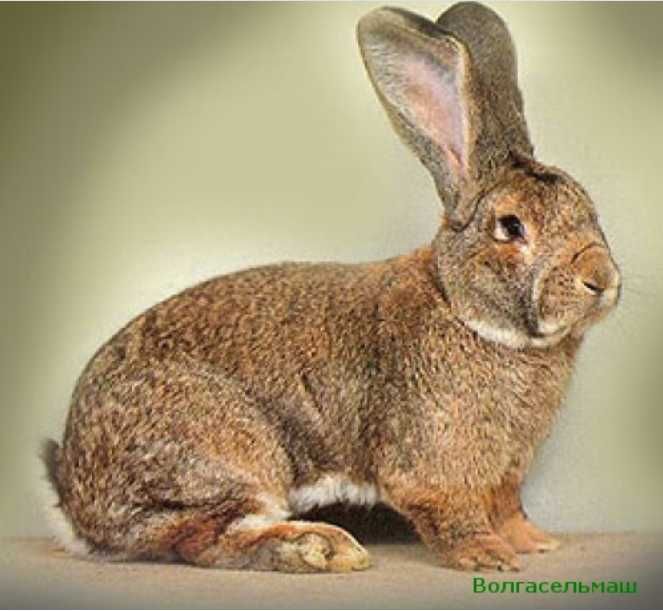 Króliki na sprzedaż