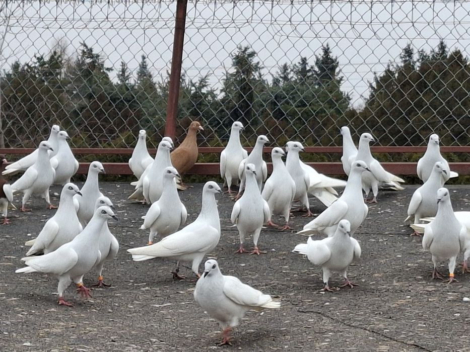 Lot Gołębi! Jasne bez kuprów.