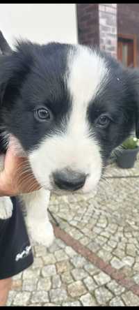 Szczeniaki border collie z rodowodem