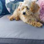 Sprzedam Maltipoo (ojciec pudel toy, matka maltańczyk).