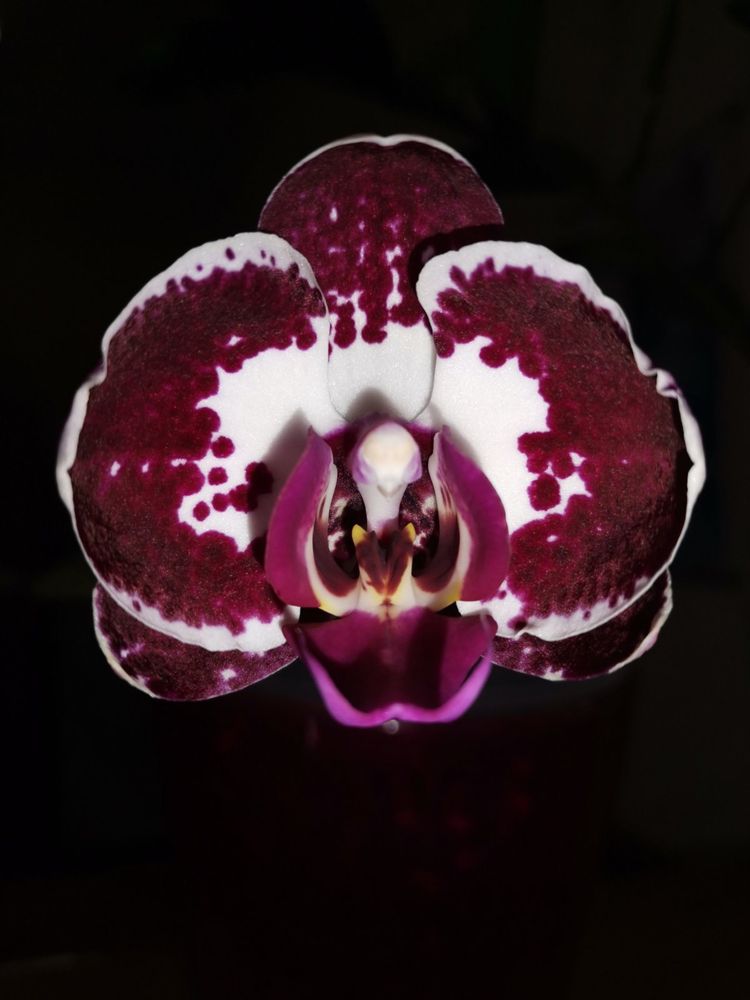 Орхидея фаленопсис бордовая в крапинку