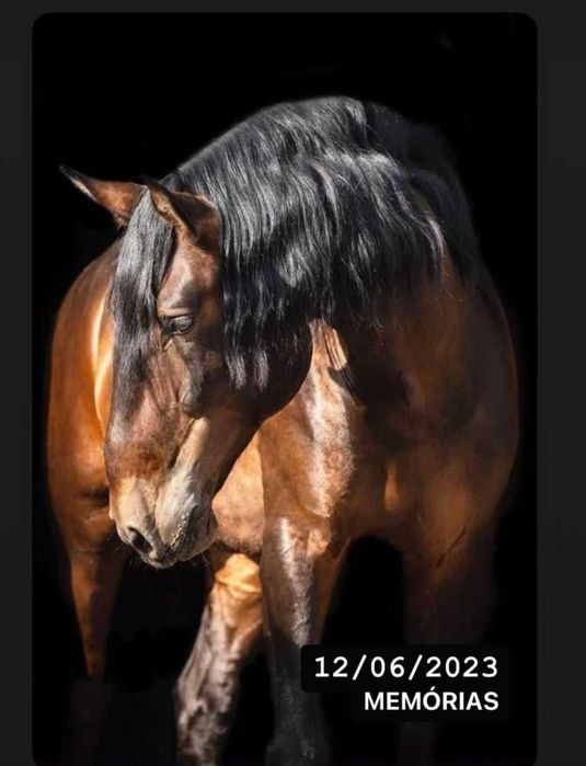 Poldra Lusitana excelente Pedigree