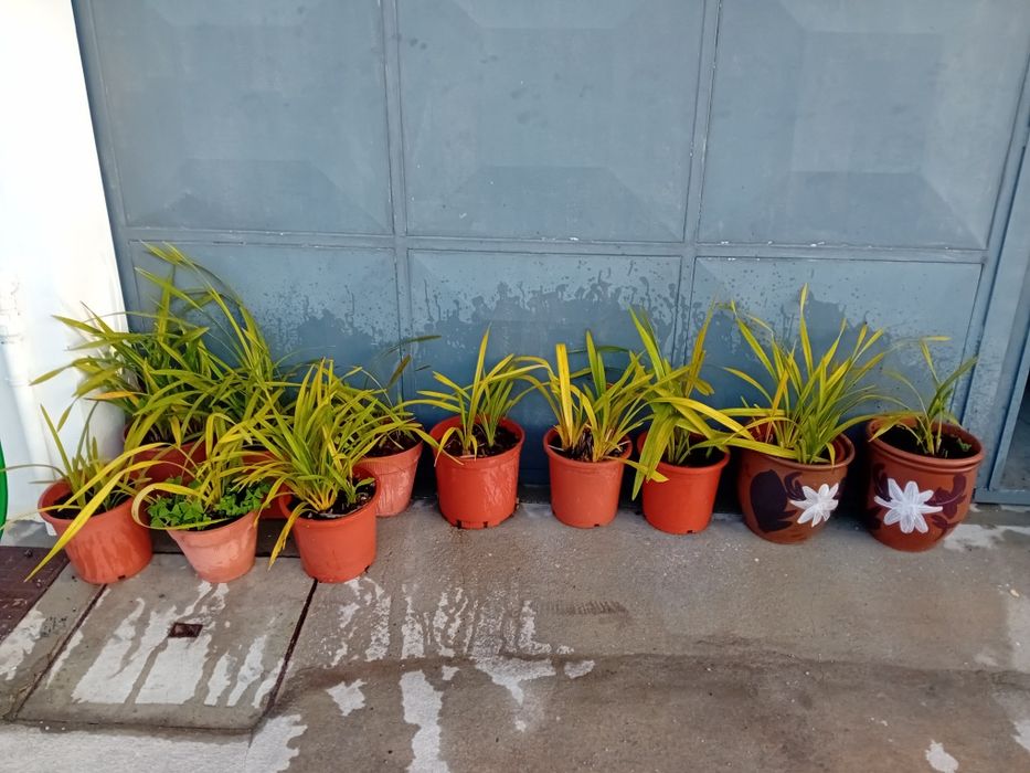 Orquídeas em Vaso