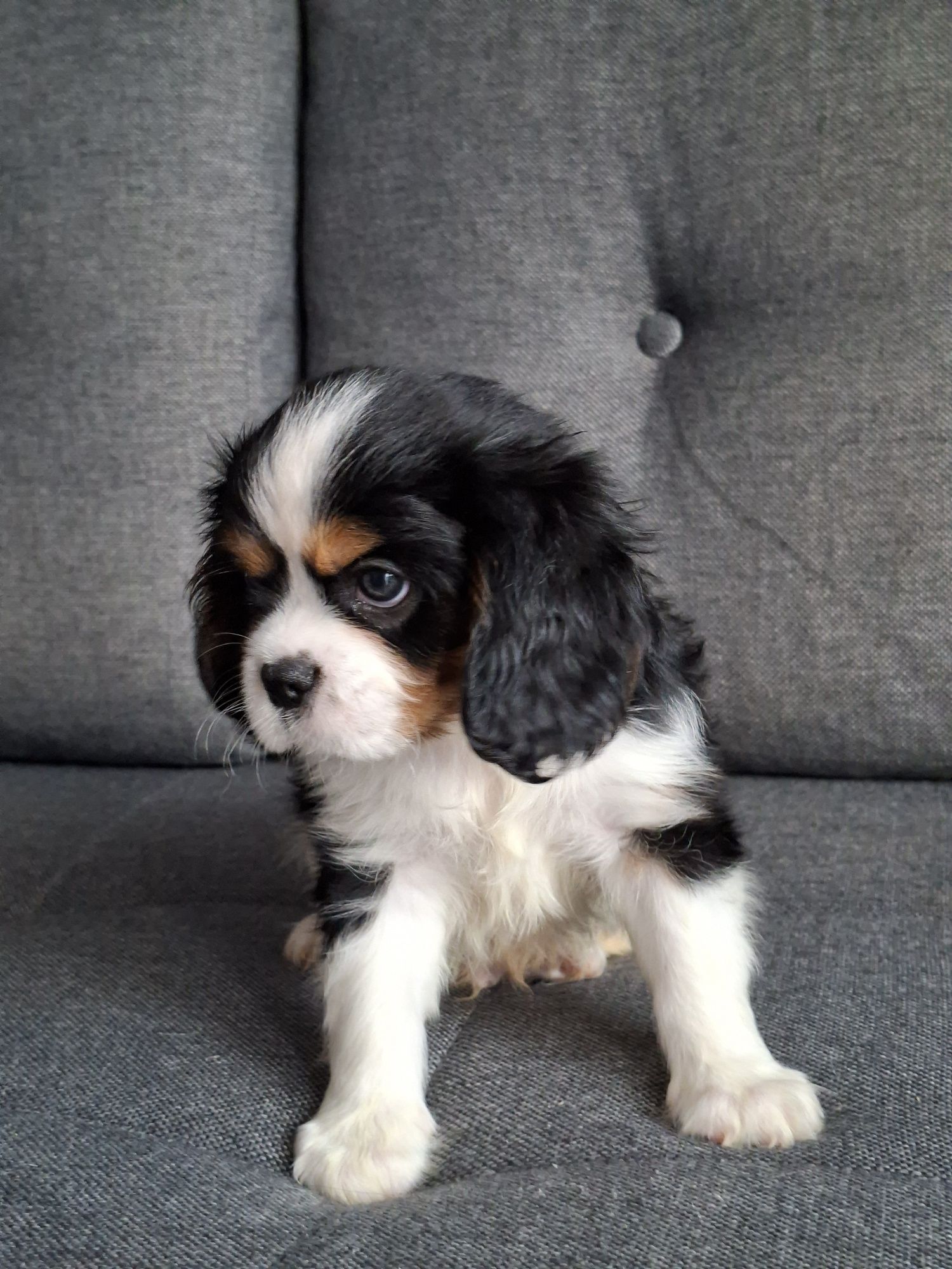 Cavalier słodziak piesek