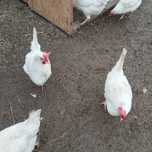 Jajka lęgowe Leghorn