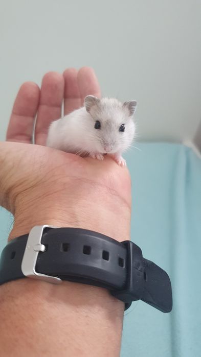 Hamsteres anões russos