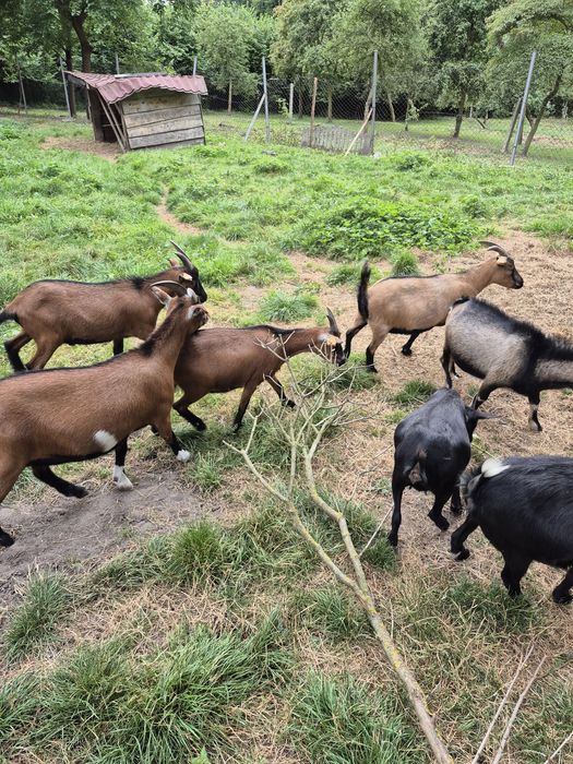 Kozy miniaturowe do ogrodów, zabawy z dziećmi, skubania trawy.