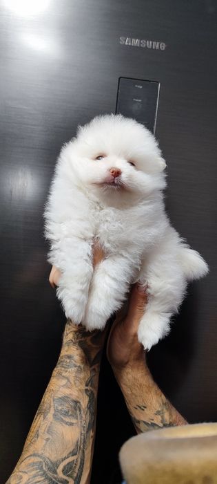 Померанський шпіц ...