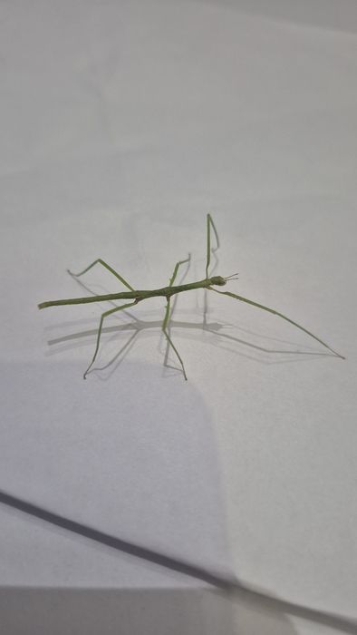 Patyczaki, młode osobniki