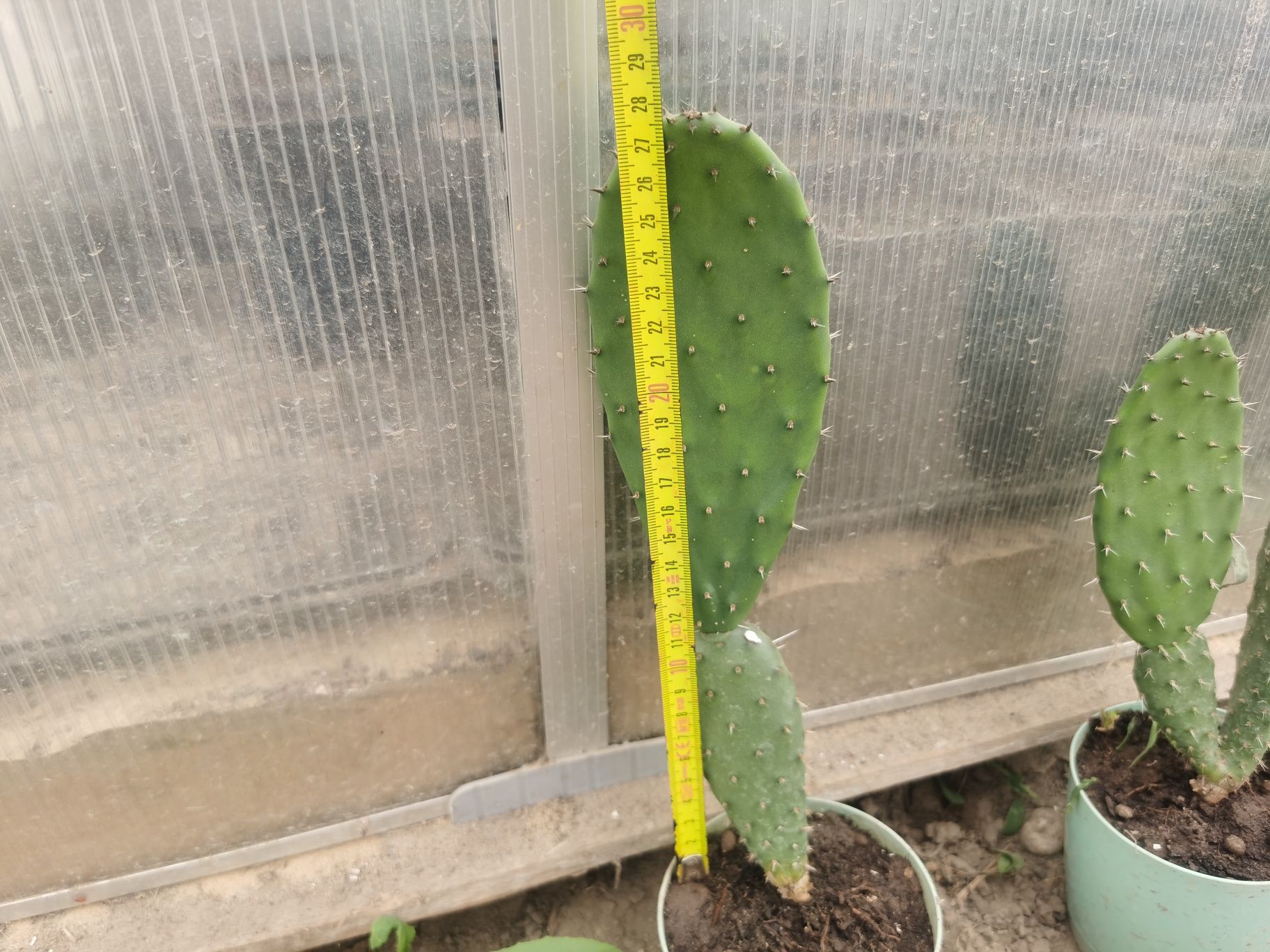 Opuncja figowa - opuntia ficus-indica wychodowana z nasion