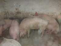 Продам свині мясної породи