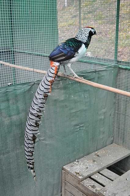 Алмазный фазан, діамантовий фазан дорослі статевозрілі