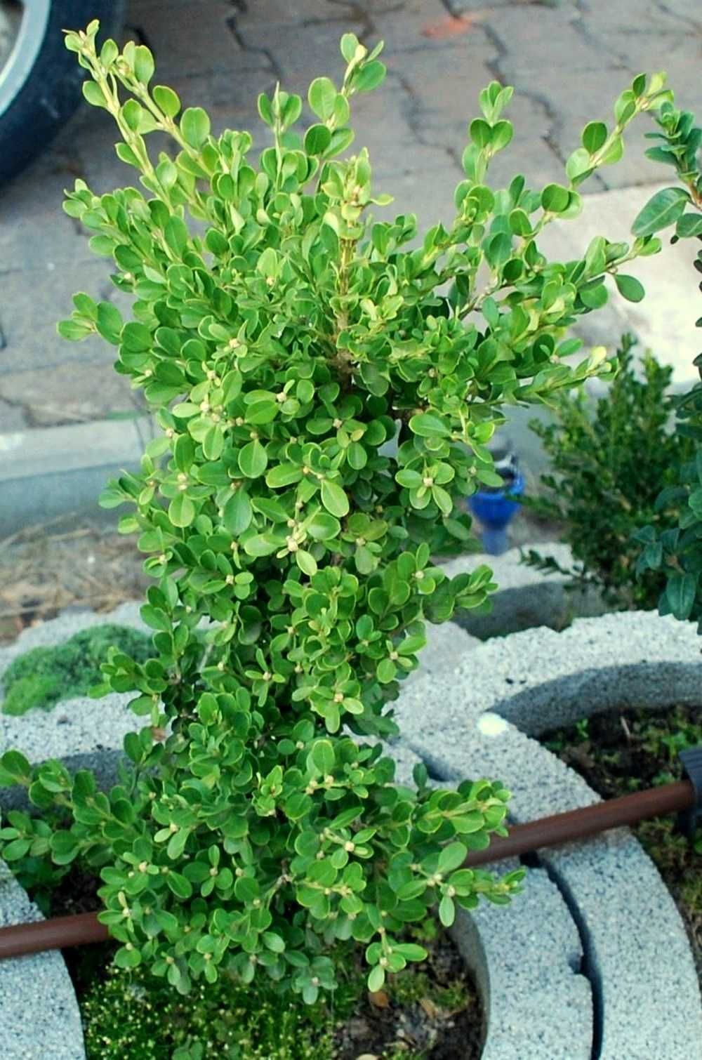 Bukszpan drobnolistny 'Trompenburg' Buxus 033