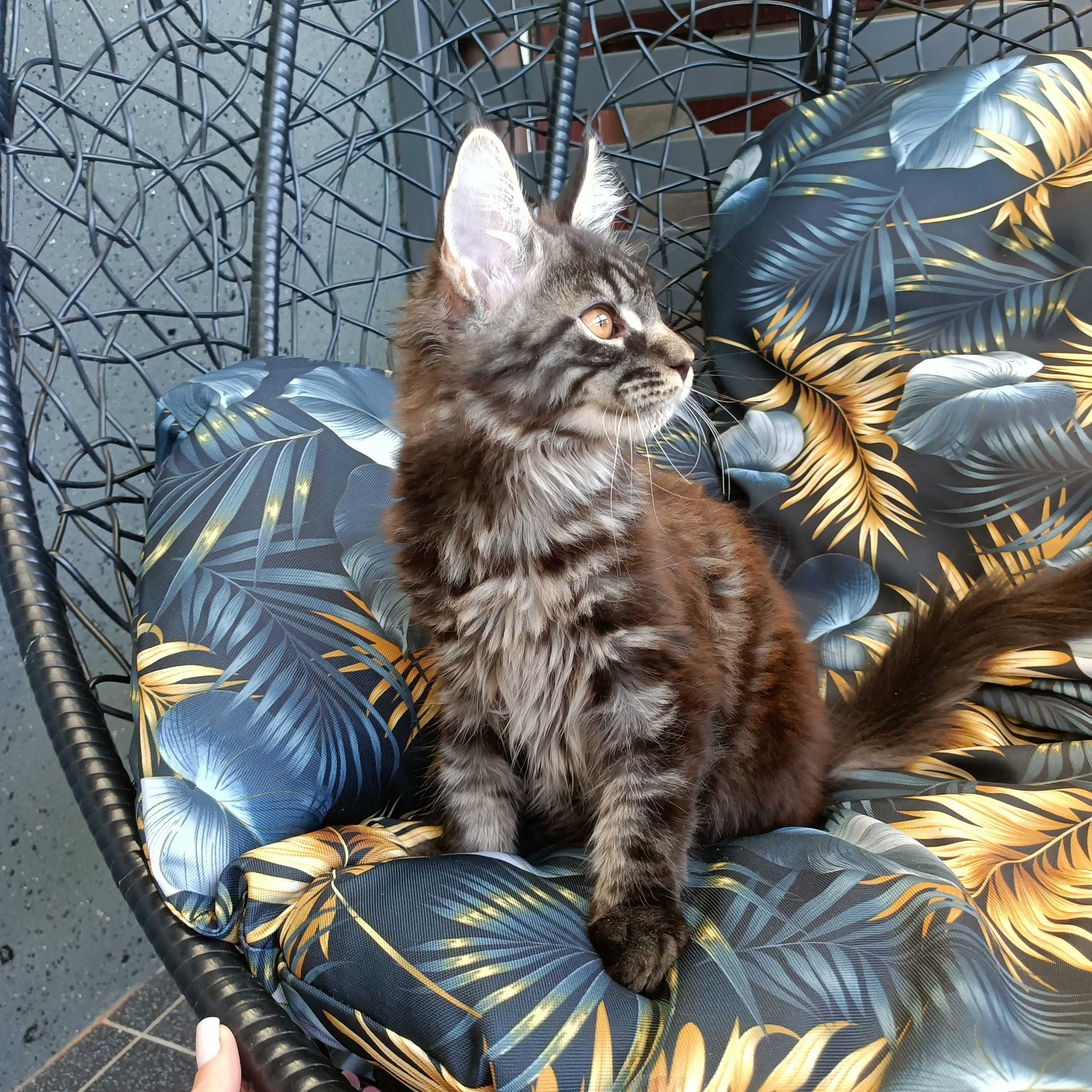 kocurek Maine coon FPL