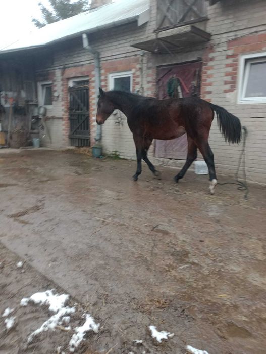 Klacz śląska  Baza