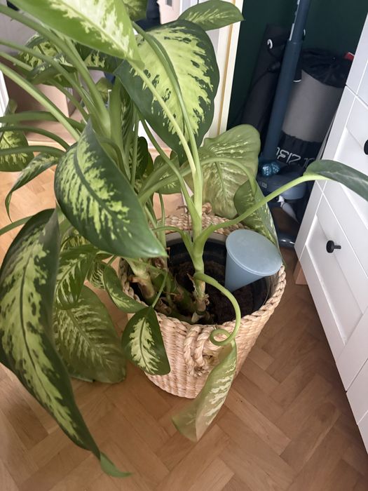 Rozłożysta diffenbachia