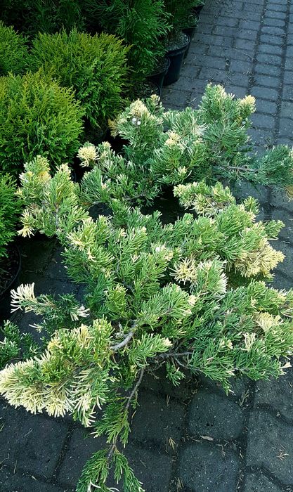 Jalowiec rozłożysty 'Expansa Variegata' szer 50-60cm wysyłka