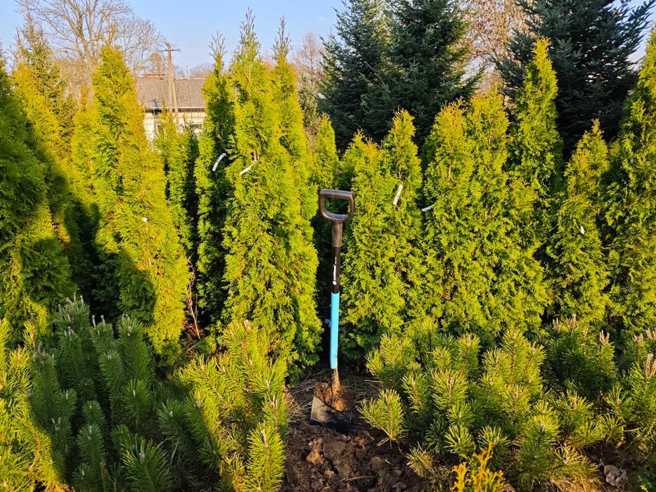 Thuja Szmaragd 120 -200 cm