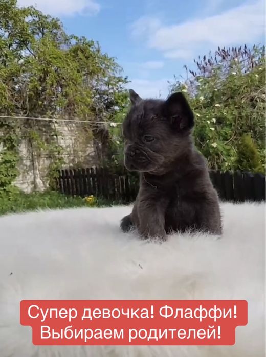 Супер голубая девочка Флаффи!