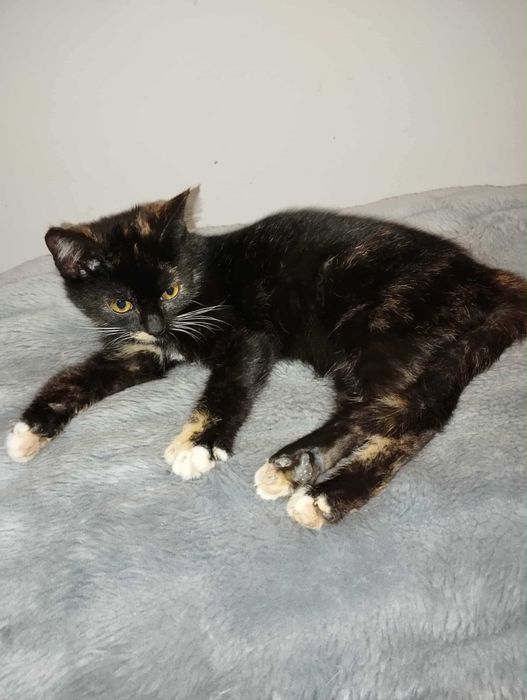 Bella szylkretka do adopcji