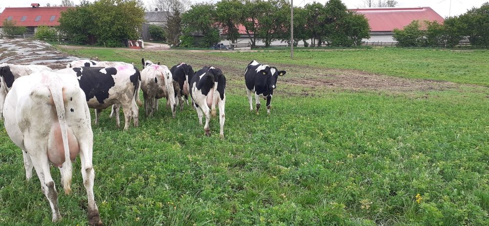 Jałówki wysokocielne 12 sztuk hf