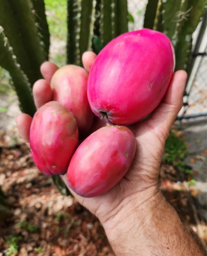 Cacto Cereus Peruvians azul dá fruto até 50cm