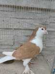 Sprzedam samca lahore