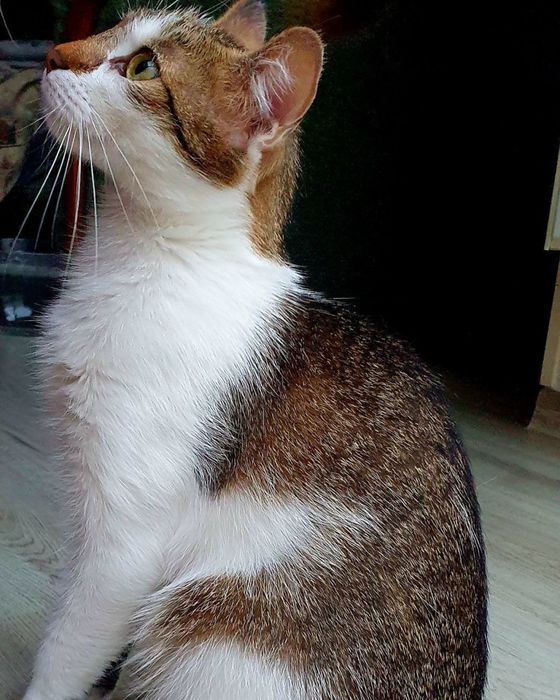 Котики домашні від 3 років