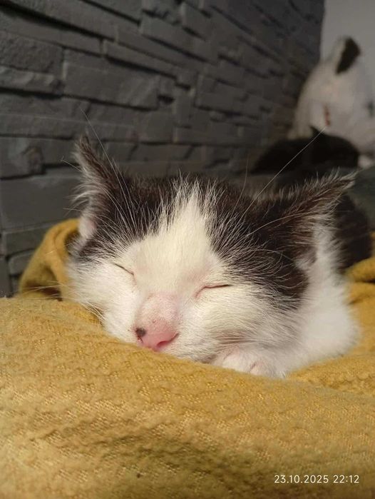 Jestem Jaś, mam 10 tygodni