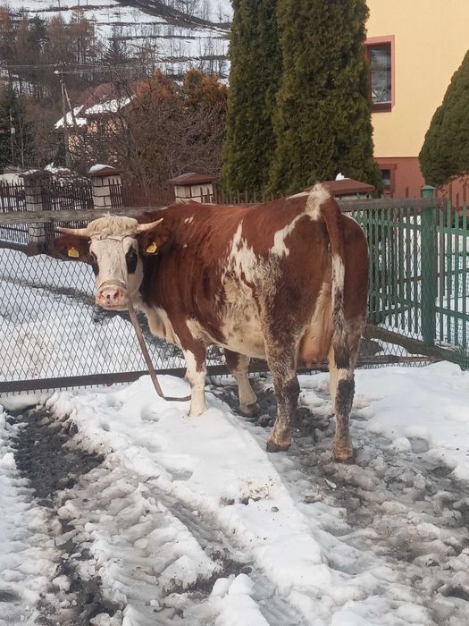 Jałówka cielna termin wycielenia 27.12.25