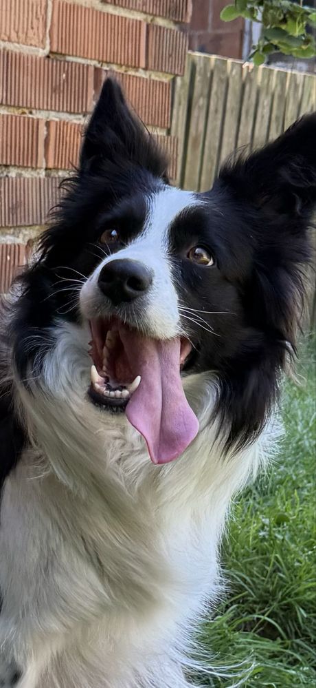Szczeniaki Border Collie