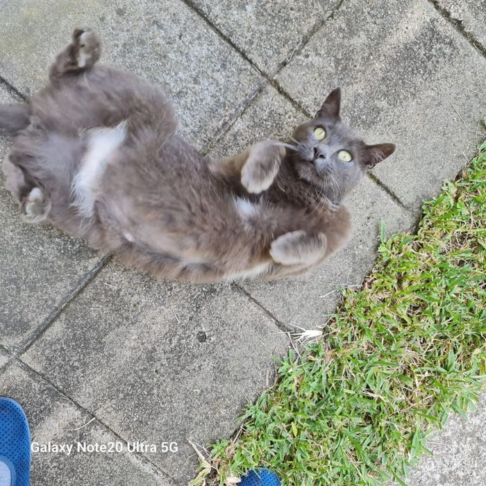 Bonie gatinha 1,2 anos