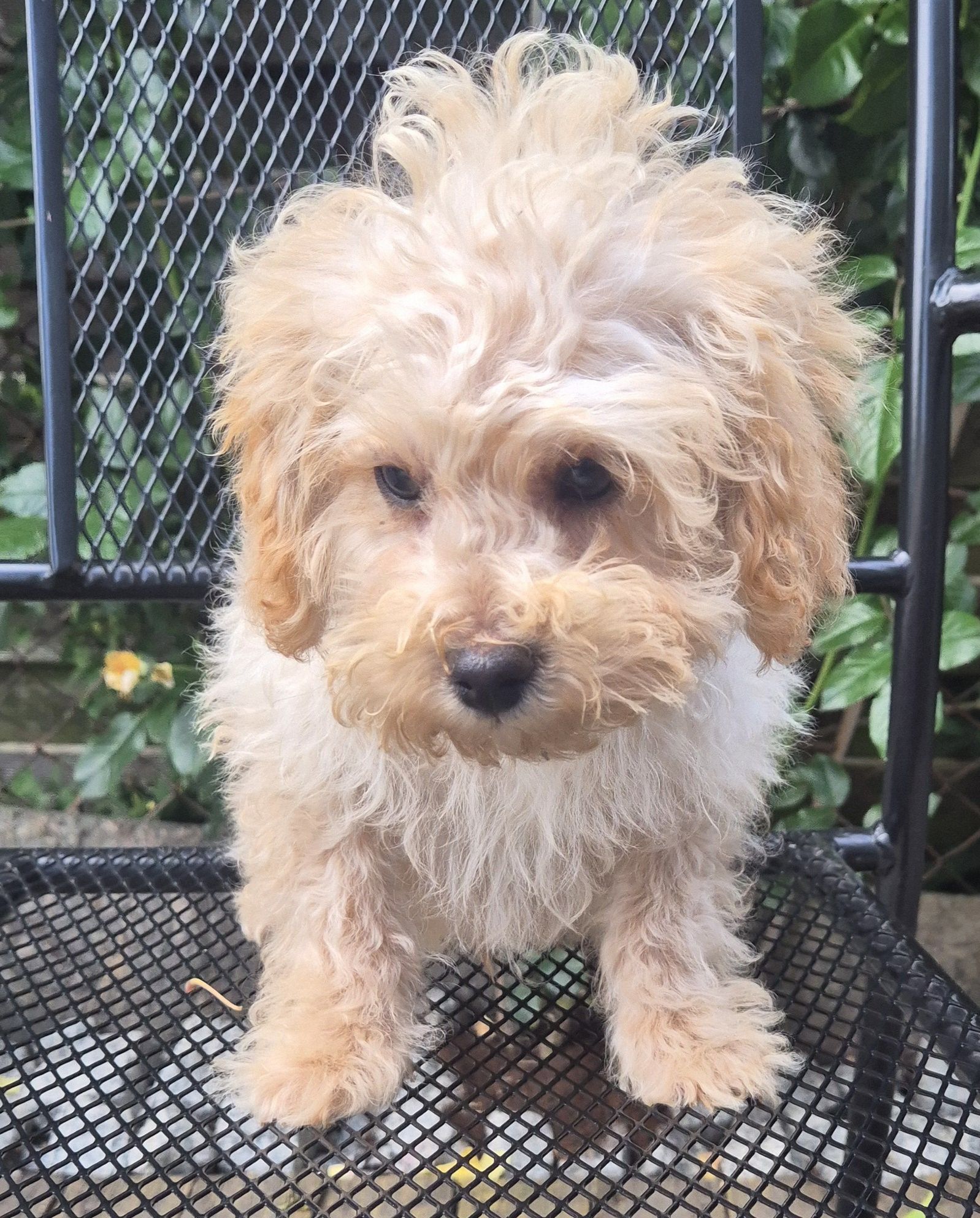Maltipoo Piesek Gotowy do Odbioru