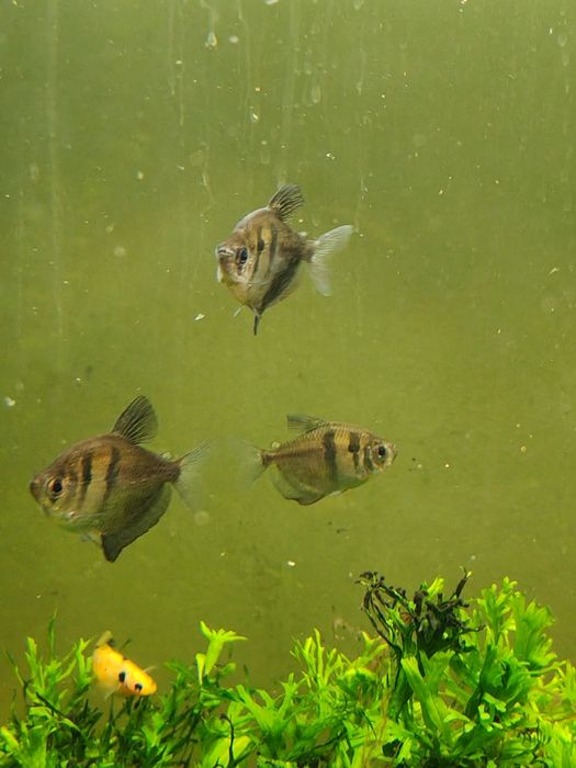 Akwarium 170 L  z filtrem i obsadą