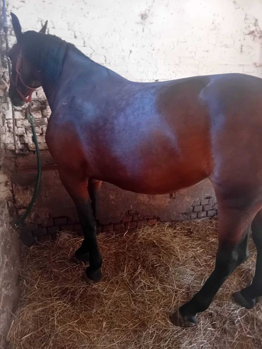 Sprzedam Klacz  Śląska -4letnia