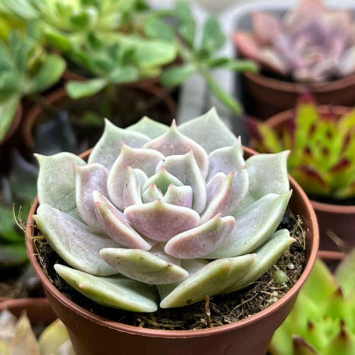 Сукуленти, 32 сорти, продаж зі своєї колекцї