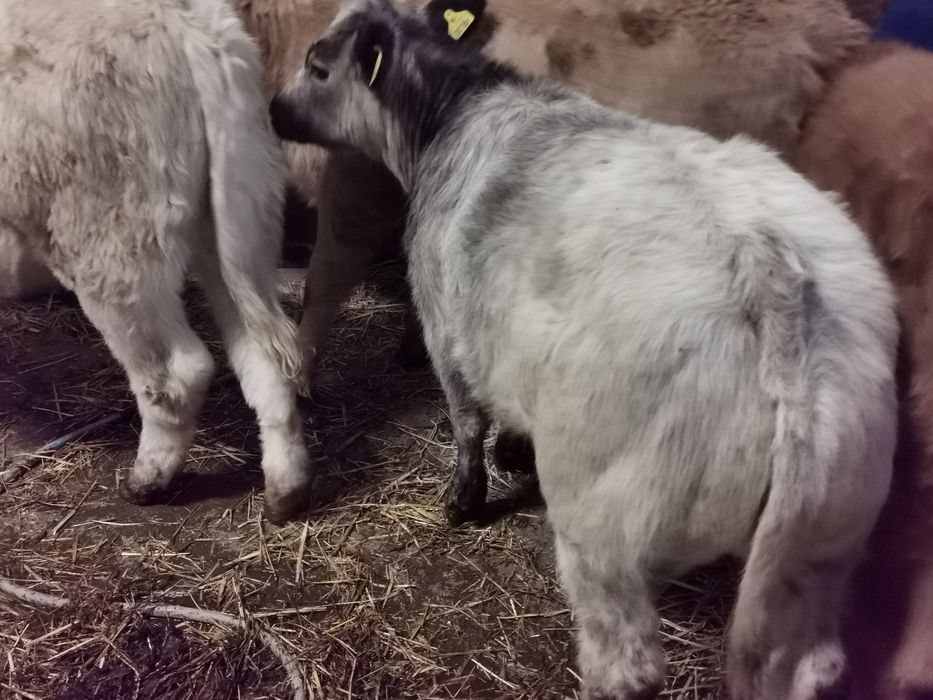 Odsadki mięsne blubelgian szarolez