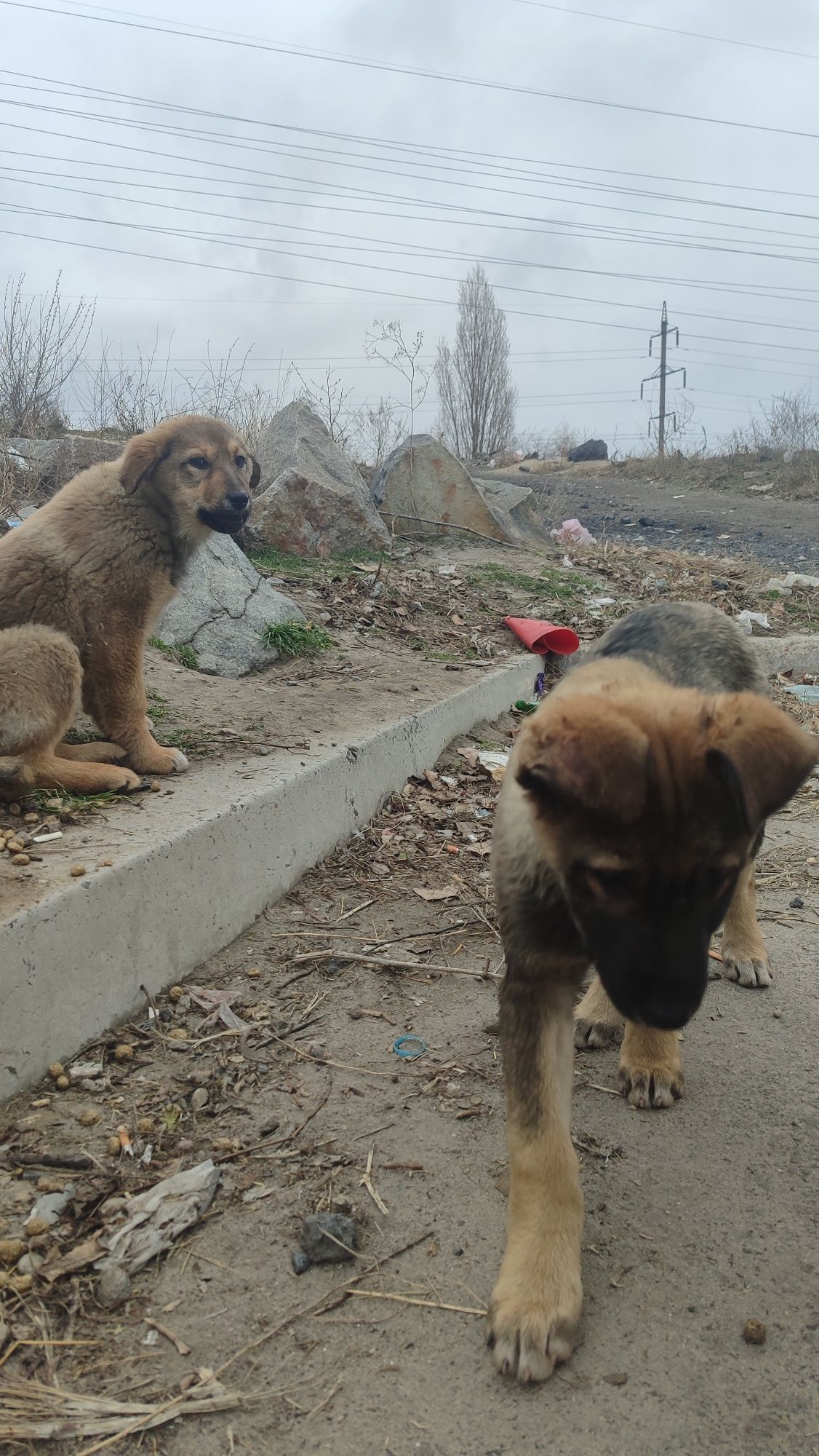 Чудесные щенки ищут дом и человека, могу привезти по городу и области