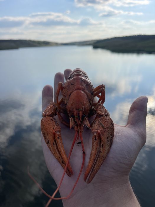 Живі раки, краща ціна!