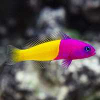 Pseudochromis paccagnellae - MORSKIE akwarium