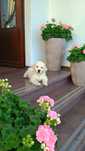Golden retriever ZKwP