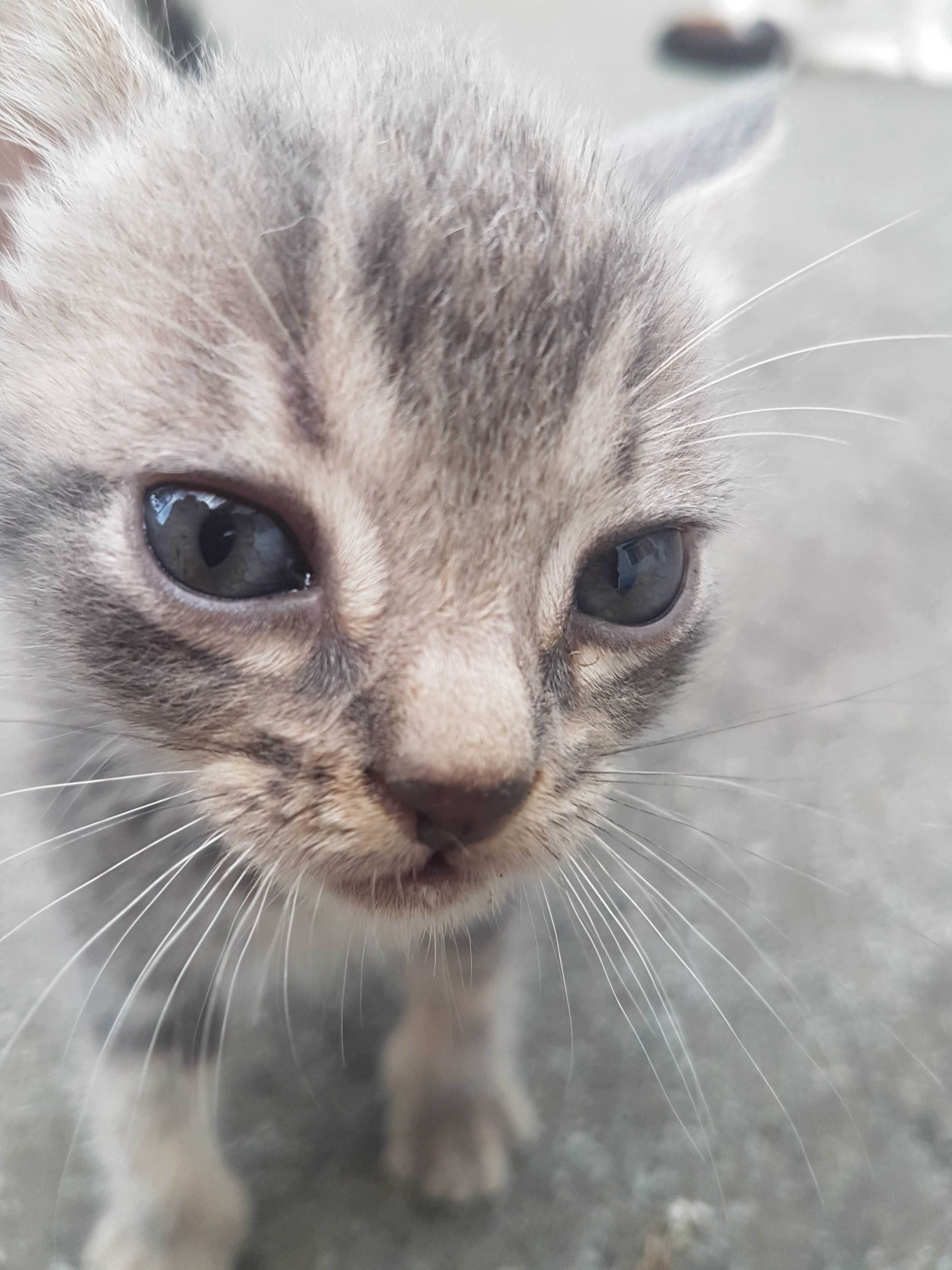 Dou 4 gatinhos com um mês e 5 dias. Para adoção séria e responsável.