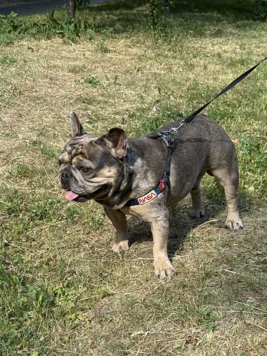 Французский бульдог Вязка