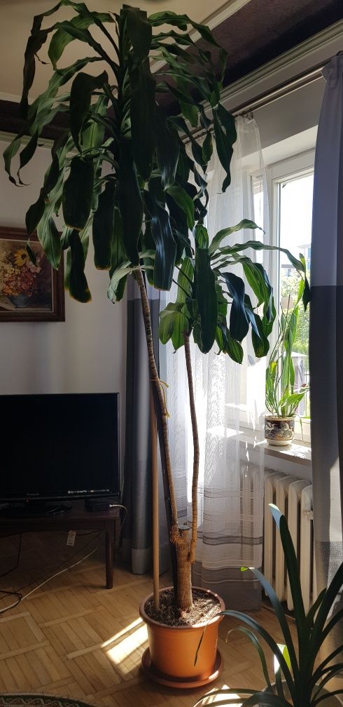 Grubosz drzewko szczęścia, dracena, kliwia, uszy szreka