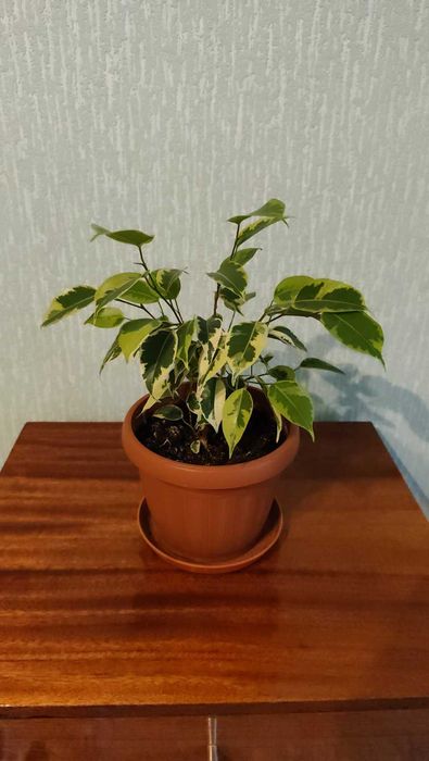 Домашние цветы, комнатные растения ,Фикус, цветок на подарок