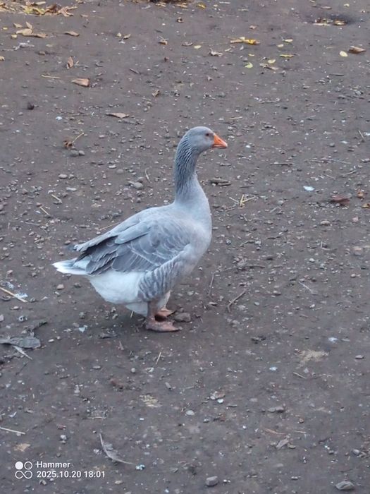 Indyczki, gęsi kaczki staropolskie króliki