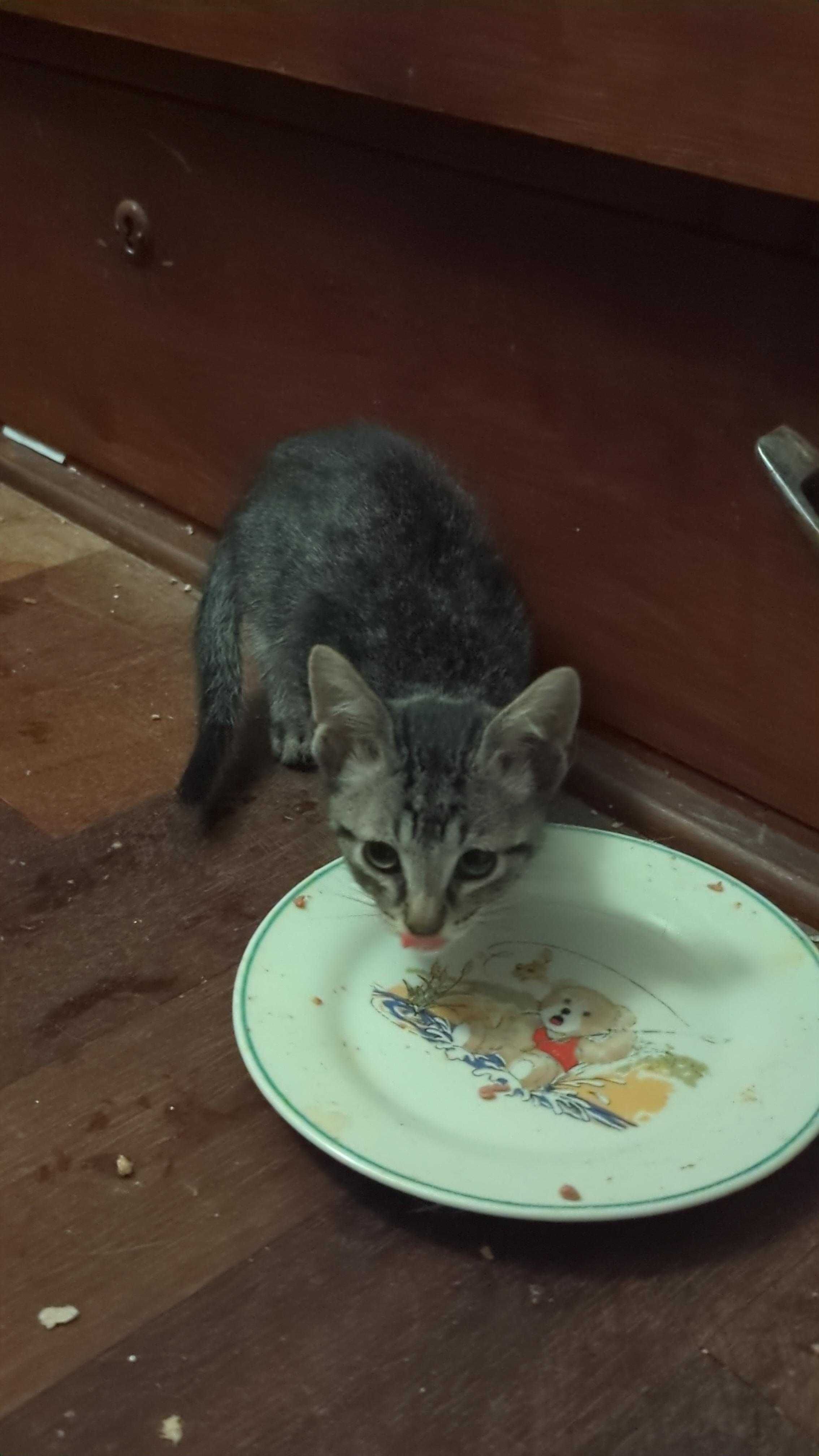 Gatinhos para Adoção