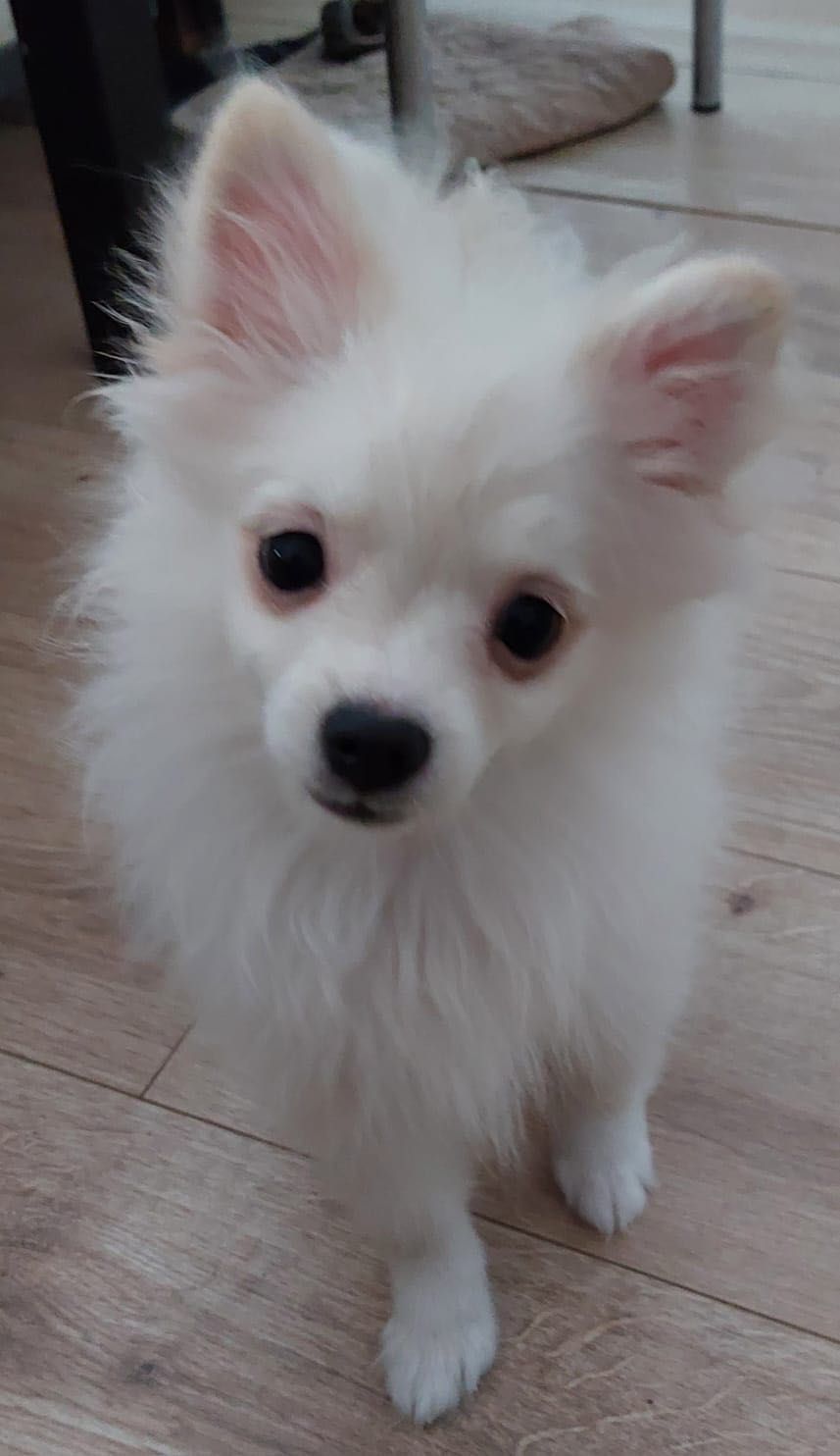 Spitz Alemão Anão