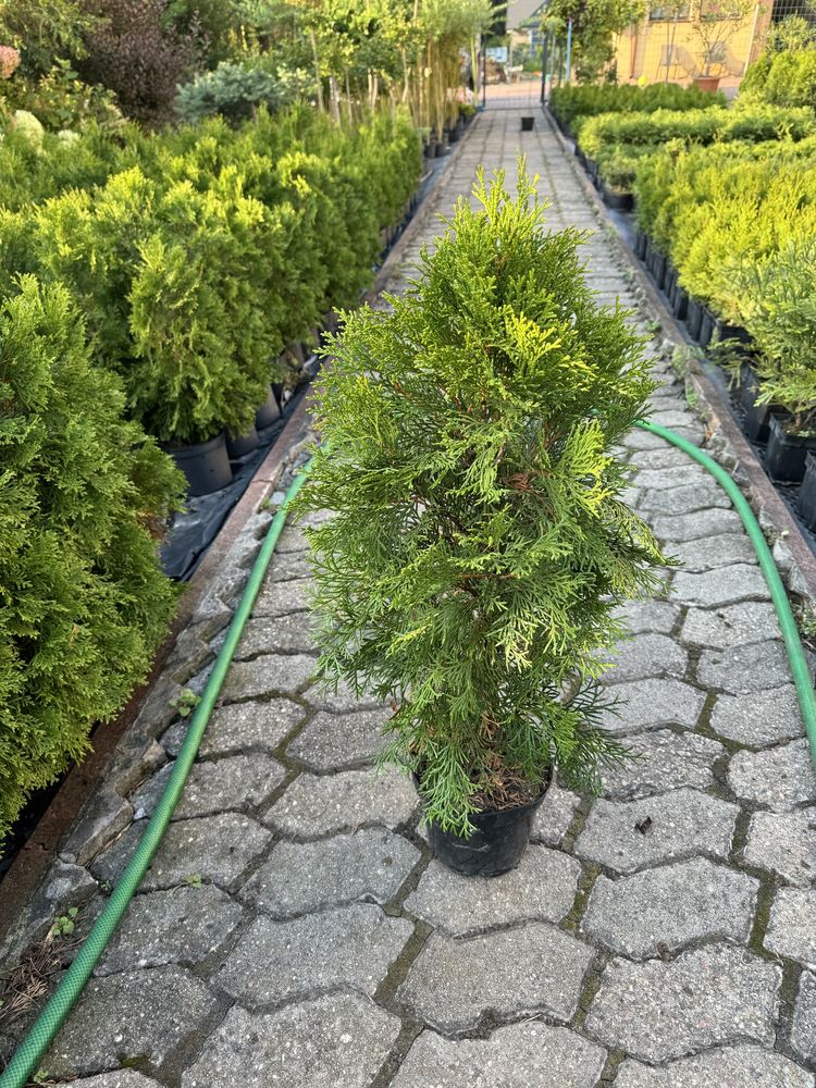 Thuja tuja szmaragdowa szmaragd żywopłot